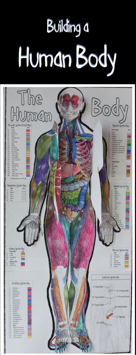 Building A Human Body Bundle Distance Learning Human Body