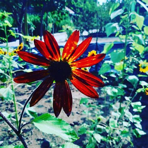 Menanam tanaman bunga matahari di halaman rumah sebagai tanaman hias sunflower decorative plants tag. kebun_bunga_matahari_jombang - Home | Facebook