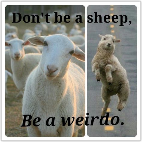 Dont Be A Sheep Be A Weirdo D Funny Memes Funny Black Sheep Of