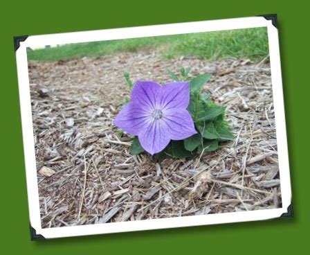 Learn 8 ways to prune peppers for big yields and fewer problems. The Goofy Gardener: Balloon Flower