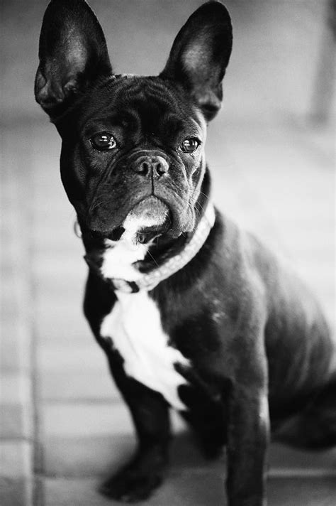 They are very easy going, and love to be around people. French Bulldog Photograph by Falko Follert
