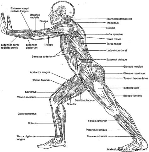 A muscle gets strained when it is stretched too much. Free Anatomy And Physiology Coloring Pages - Coloring Home