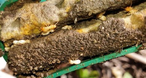 The landlord or the tenant? Termite Management | Organic Pest Control