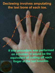 American cat owners are more likely to have their cats declawed than those in other countries. Coastal Cat Clinic declaw(laser): Coastal Cat Clinic does ...