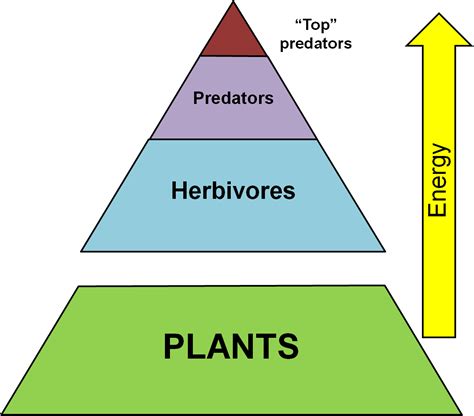 This Diagram Shows The Trophic Levels From Producers Or Plants To