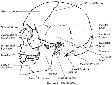 Anatomy is the science that describes the shape and structure of living organisms and their parts. Printable Flashcard on Cranial bones in detail: Free Flash ...