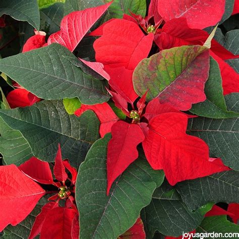 Poinsettia Plant Care Tips To Keep Yours Healthy This Holiday Season