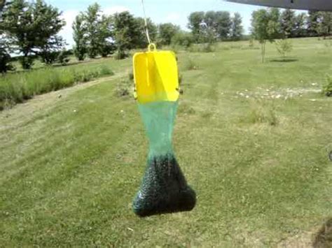 Guest post by veterinary surgeon and master gardener james. Japanese Beetle Trap from Bonide 24 hour update - YouTube