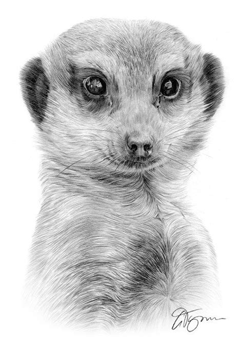 How To Draw A Realistic Meerkat Fashionartillustrationvintageflappers