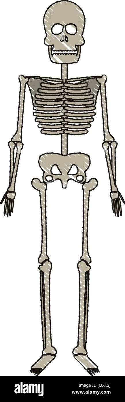 Human Bones Drawing