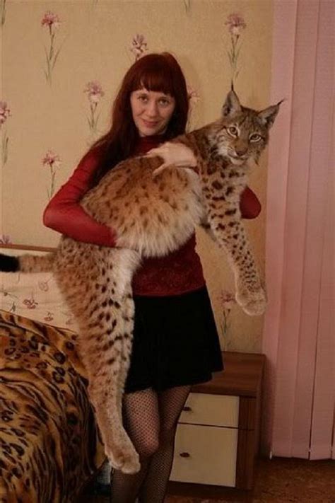Domestic Lynx Cat Pet Cat Meme Stock Pictures And Photos