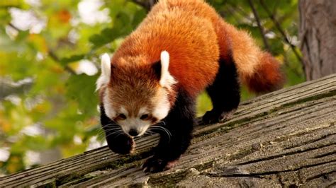Red Panda Tree Branch Animal 4k Hd Wallpaper