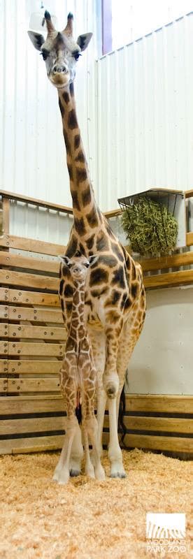 Seattles Tallest Baby Born At Woodland Park Zoo Zooborns