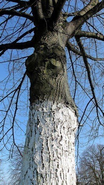 You can sort the descriptive words by uniqueness or commonness using the button above. White Tree Trunk Paint - Why Do People Paint Trees White