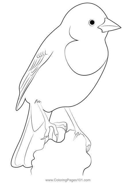 Yellow Headed Blackbird Coloring Page For Kids Free New World