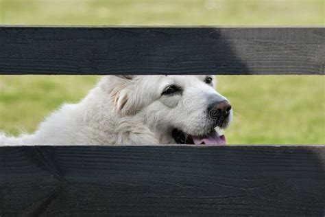 A Dog Looks Over The Fence Of The Neighbors Stock Image Image Of