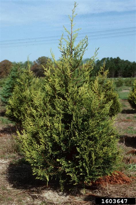 In addition to the watering and fertilizing, it is important. Leyland cypress, x Cupressocyparis leylandii (Pinales ...