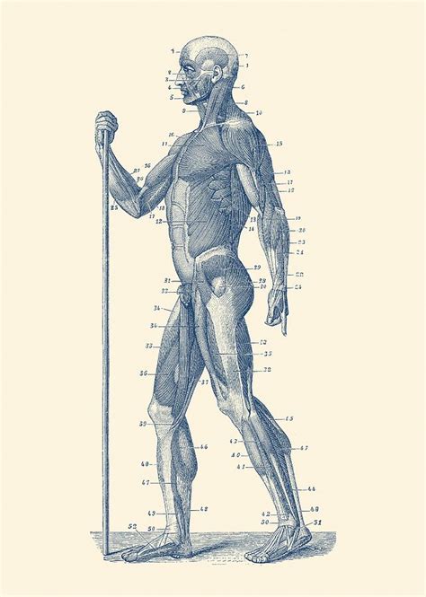Side View Human Muscle System Anatomy Poster Drawing By Vintage