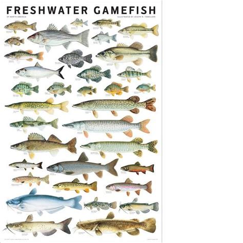 Freshwater Gamefish of North America Poster | Lake fishing, Freshwater