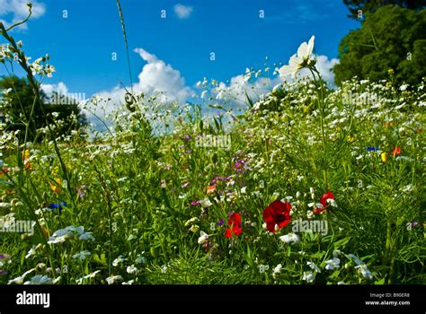 Meadow With Colorful Flowers Like Cornflowers Herbs And Blue Sky Clouds