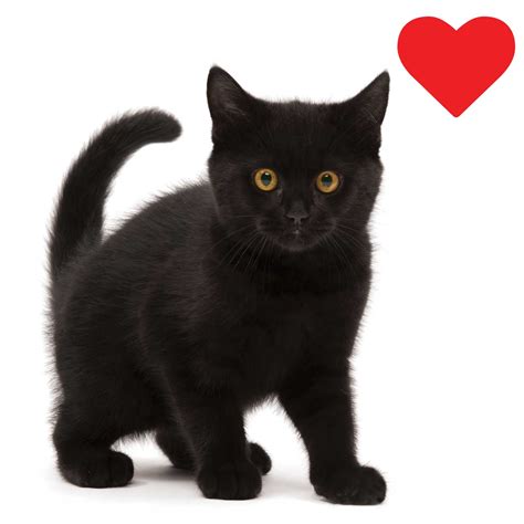 Black Cats Why Are They Considered Bad Luck Catit Ca