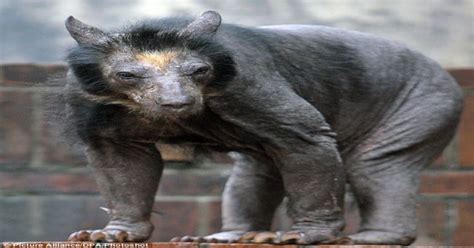 A Bear With No Hair Will Give You A Scare Pics
