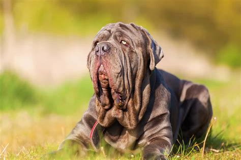 Neapolitan Mastiff Ultimate Guide Pictures Characteristics And Facts