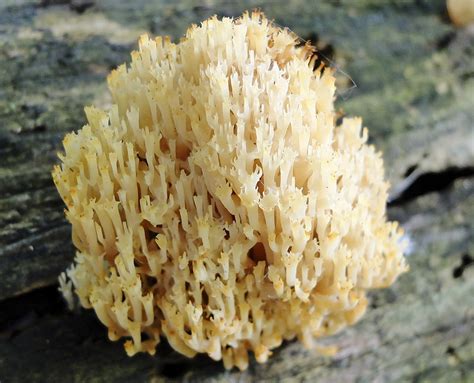 Minnesota Seasons Minnesota Fungi