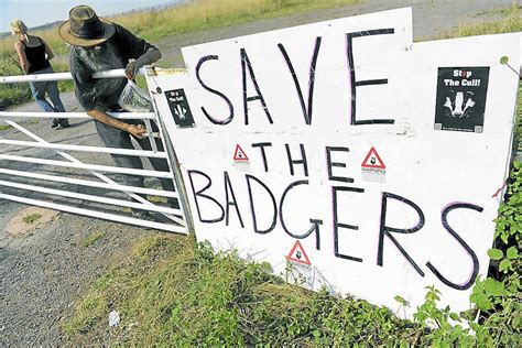 Star Comment Badger Cull Starts As Do The Questions Shropshire Star