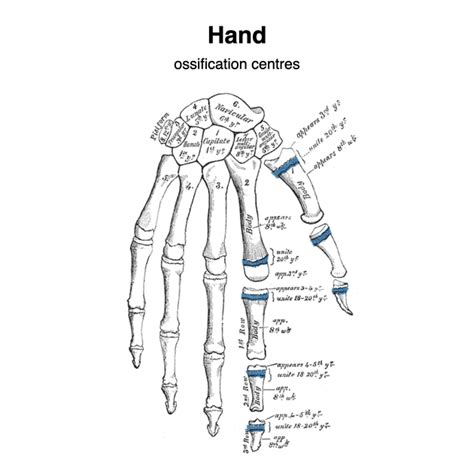 Ossification Centers Of The Wrist Pacs