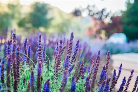 Sandy loams, gravel, light chernozems. The Best Drought-Resistant Plants for California Yards ...