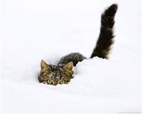 Cats In Snow Wallpaper Wallpapersafari