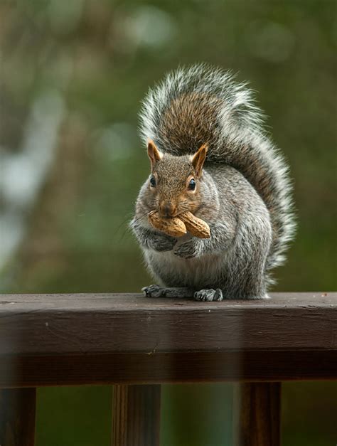 Two Peanut Squirrel Photograph By Lyn Scott Fine Art America