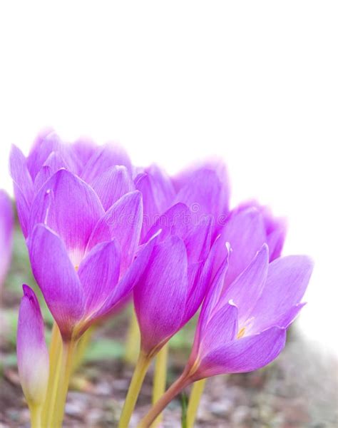 Spring Crocus Stock Image Image Of Flower Beautiful 29367733