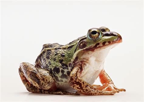 47 gambar katak comel berwarna warni boleh dikoleksi. Mei 2014