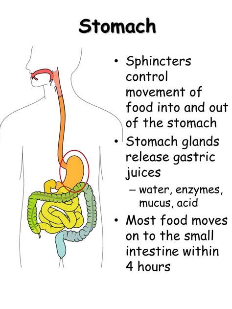 Ppt The Human Digestive System Powerpoint Presentation Free Download