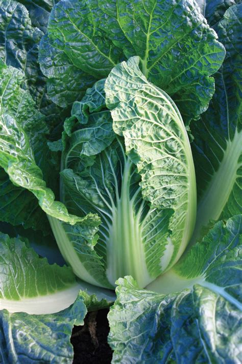 When you start researching how to start growing weed indoors, you might feel lost. How to Grow and Harvest Cabbage | DIY