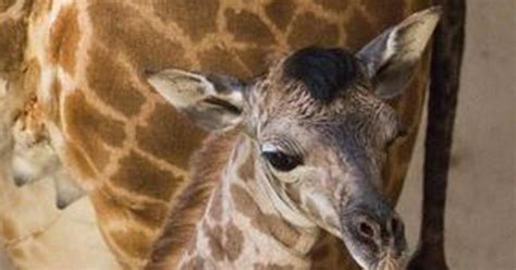 Santa Barbara Zoo Holds Contest To Name Baby Giraffe Cbs Los Angeles