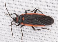 It is found in central america and north america. Hemiptera (true bugs)