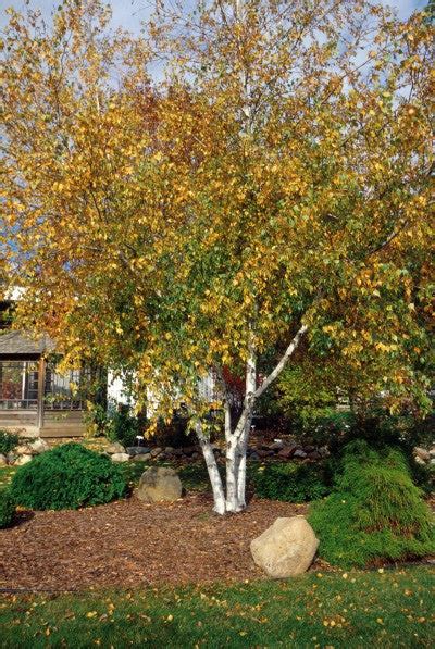 Birch Whitespire Clump For Sale Shop Staurts Stuarts Landscaping