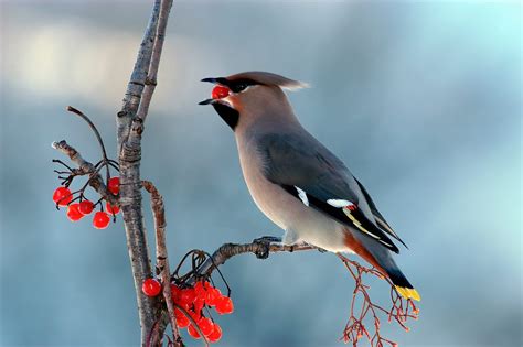 The wonder of winter birds | The Spectator