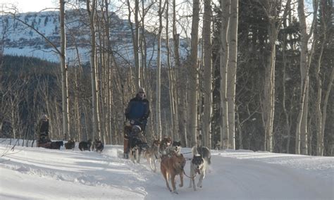 Winter Park Colorado Dog Sledding Dog Sled Tours Alltrips