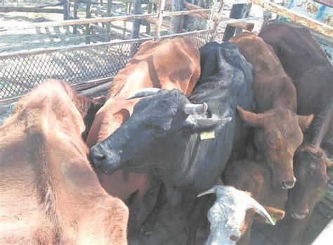 Police Recover Stolen Cows News