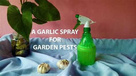 With a few simple strategies and nontoxic treatments, you can stop these pests and keep your plants growing strong. How To Make A Garlic Spray For Garden Pests (Natural ...