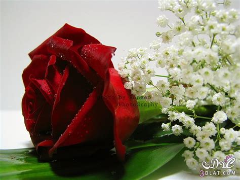 رؤية القرود في الحلم له تفسيرات عديدة ، وأغلبها تدل على معاني واشياء غير حسنة للشخص الحالم وأهله أو من حوله ، كما أن أكل لحم قرد في المنام أو الزواج من القرد أو رؤية أعداد كبيرة من القرود ، أو رؤية قرد على فراش النوم ، فكل هذه الاستفسارات ستكون موضوع حديثنا في هذا. Columbus: طبيعي ورد ابيض واحمر