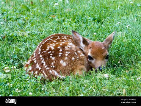 A Fawn A Baby Deer Left In The Open The Fawn Is Laying Curled Up In