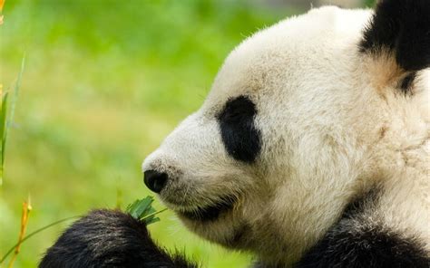 Why Do Pandas Eat So Much Bamboo Kwhatdo
