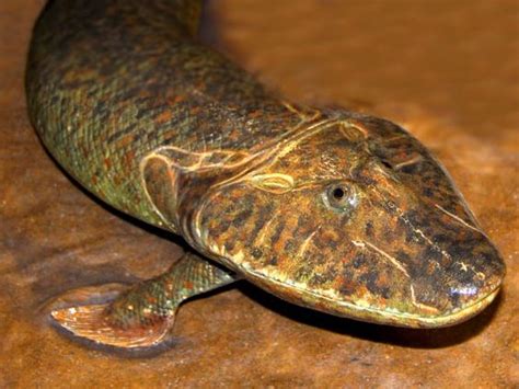 Tiktaalik Is An Extinct Lobe Finned Fish From The Late Devonian Period