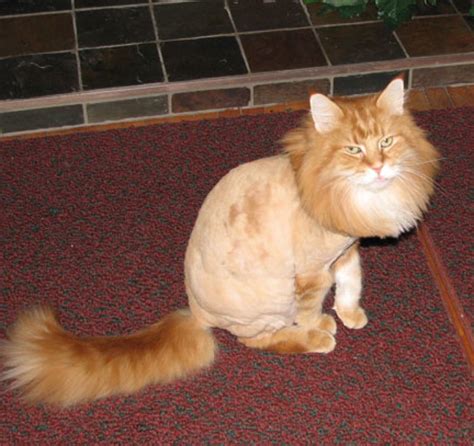 18 Unhappy Cats That Hate Their Stupid Haircuts