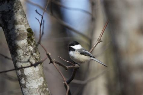 Download Tiny Bird Trees Free Stock Photo And Image Picography